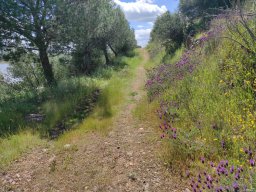 Flora del Cerro Masatrigo